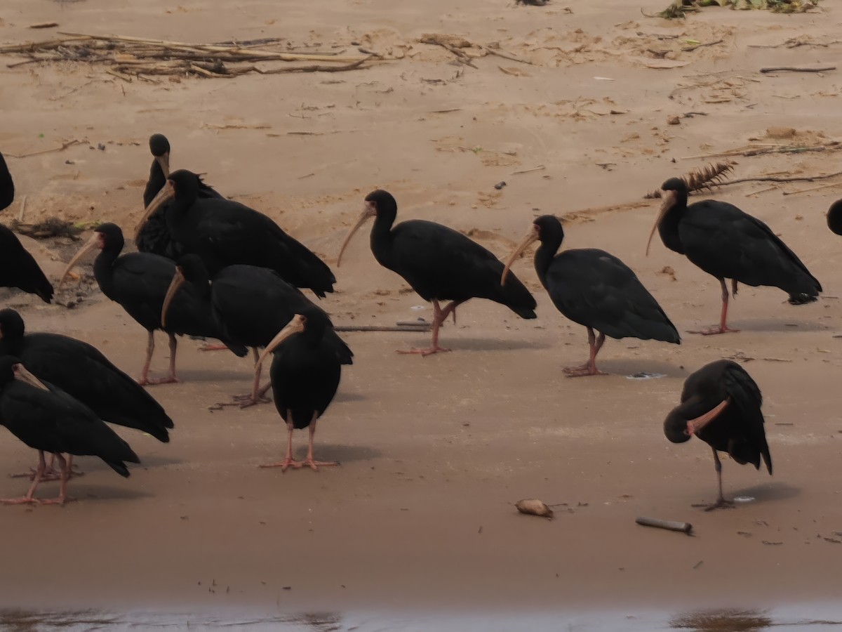 Bare-faced Ibis - ML631380202