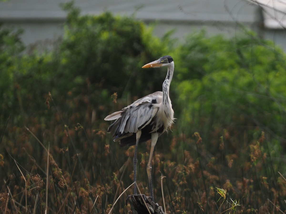 Cocoi Heron - ML631380216