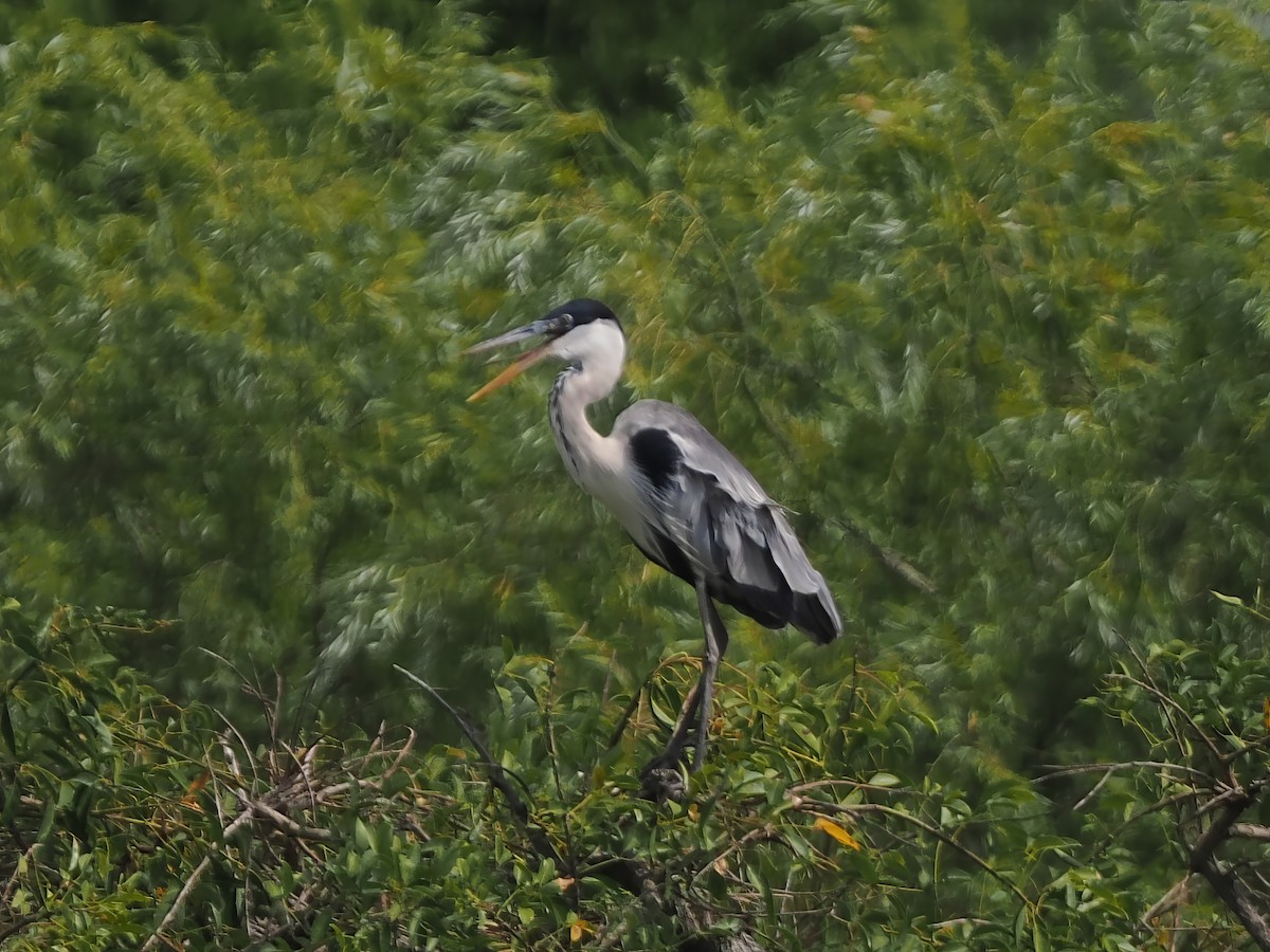 Cocoi Heron - ML631380217