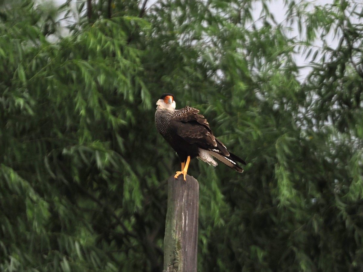 Crested Caracara - ML631380229