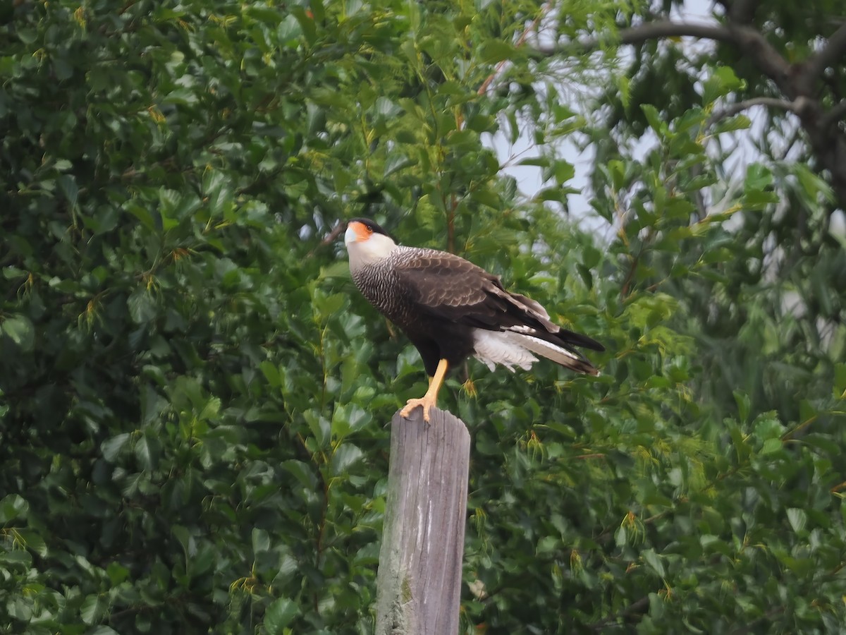 Crested Caracara - ML631380230