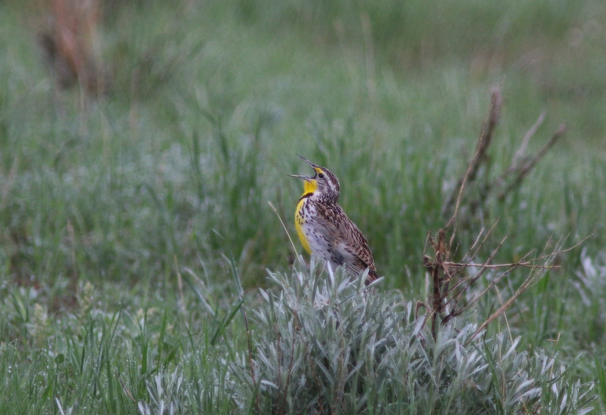 Western Meadowlark - ML631380231