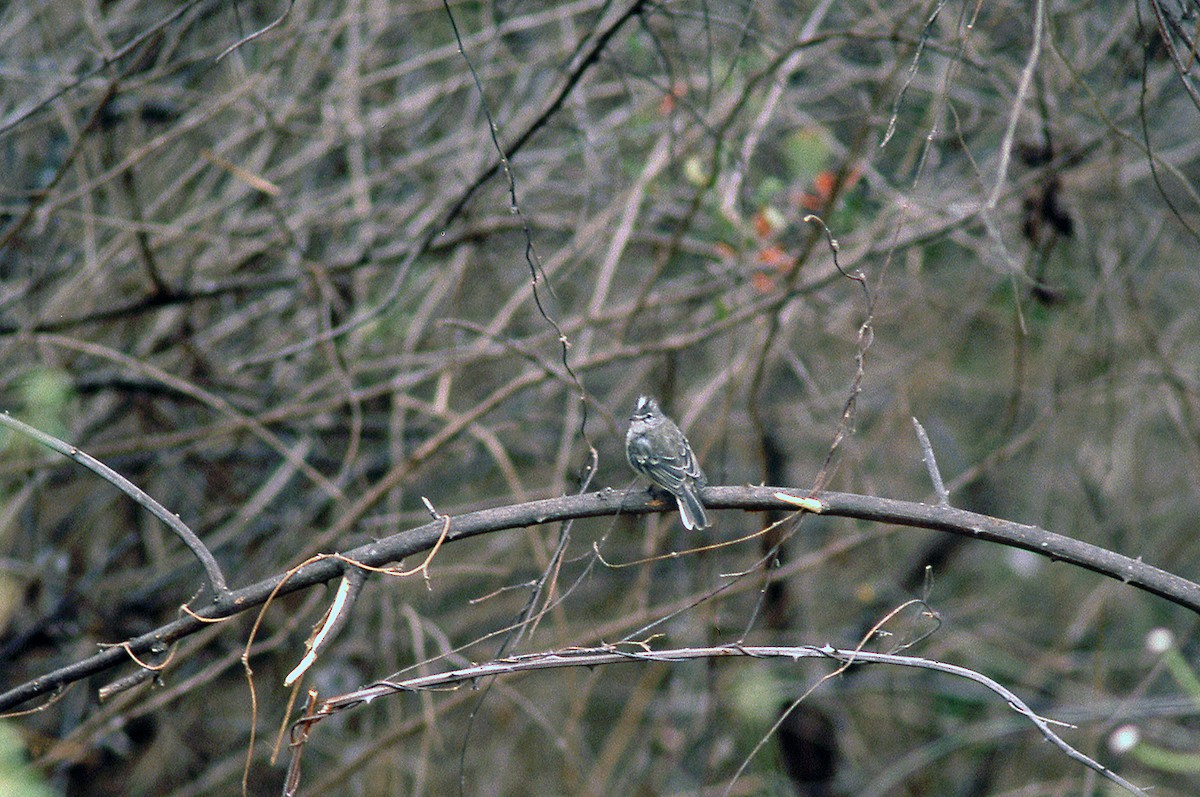 Gray-and-white Tyrannulet - ML631380319