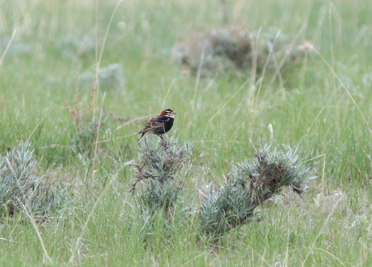 Chestnut-collared Longspur - ML631380373