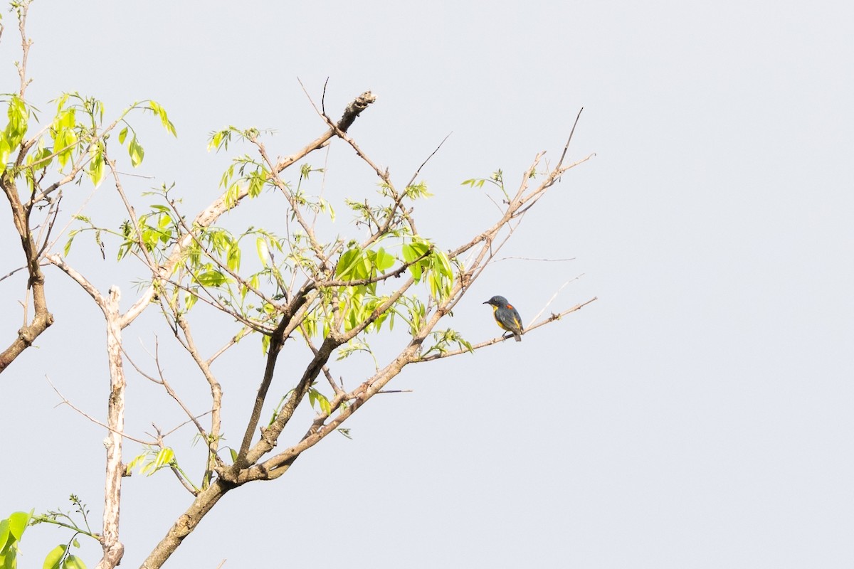 Orange-bellied Flowerpecker - ML631380411
