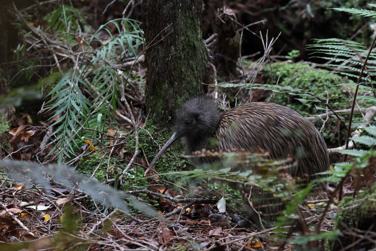 Southern Brown Kiwi - ML631380480