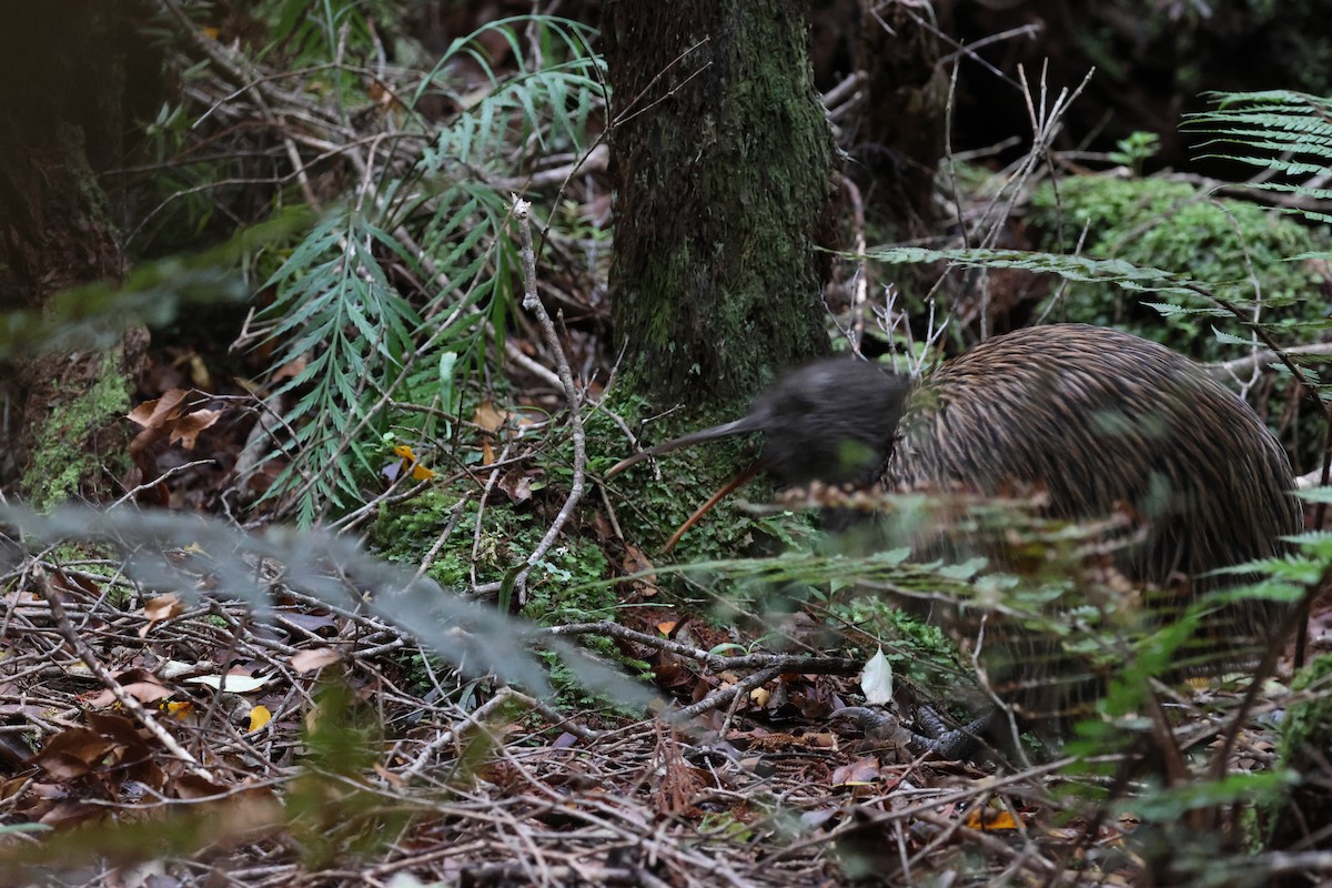 Southern Brown Kiwi - ML631380481