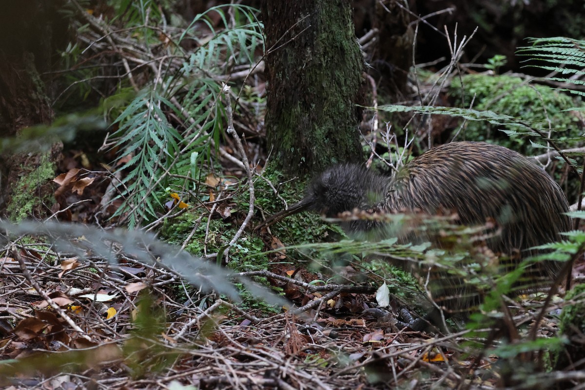 Southern Brown Kiwi - ML631380482