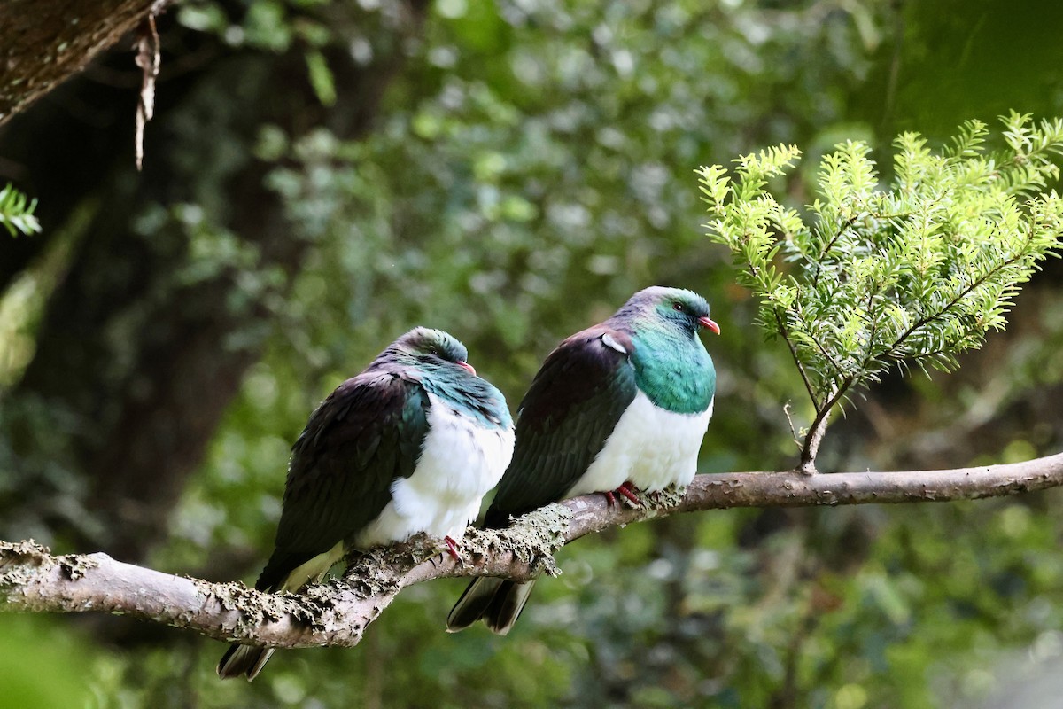 New Zealand Pigeon - ML631380488