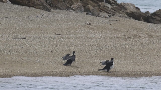 Pied Cormorant - ML631380508