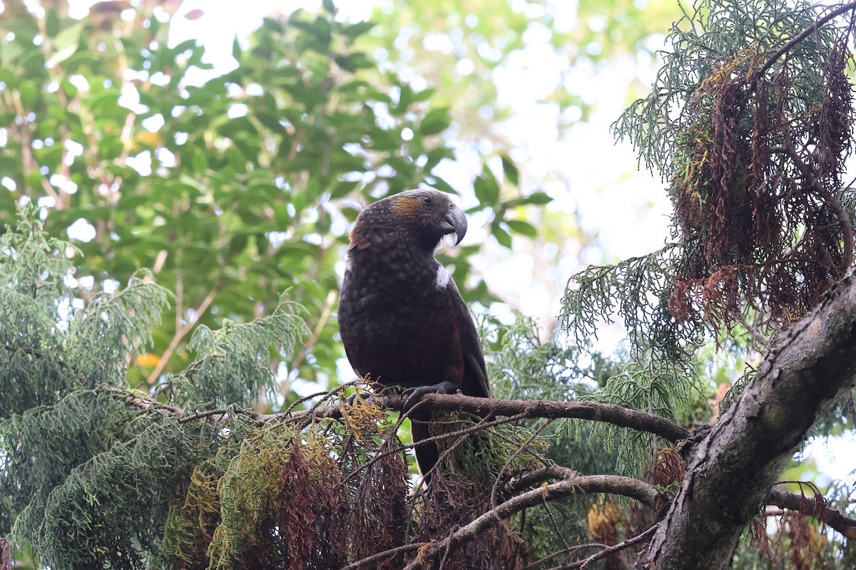 New Zealand Kaka - ML631380510