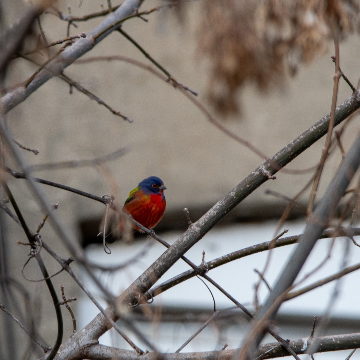 Painted Bunting - ML631380527