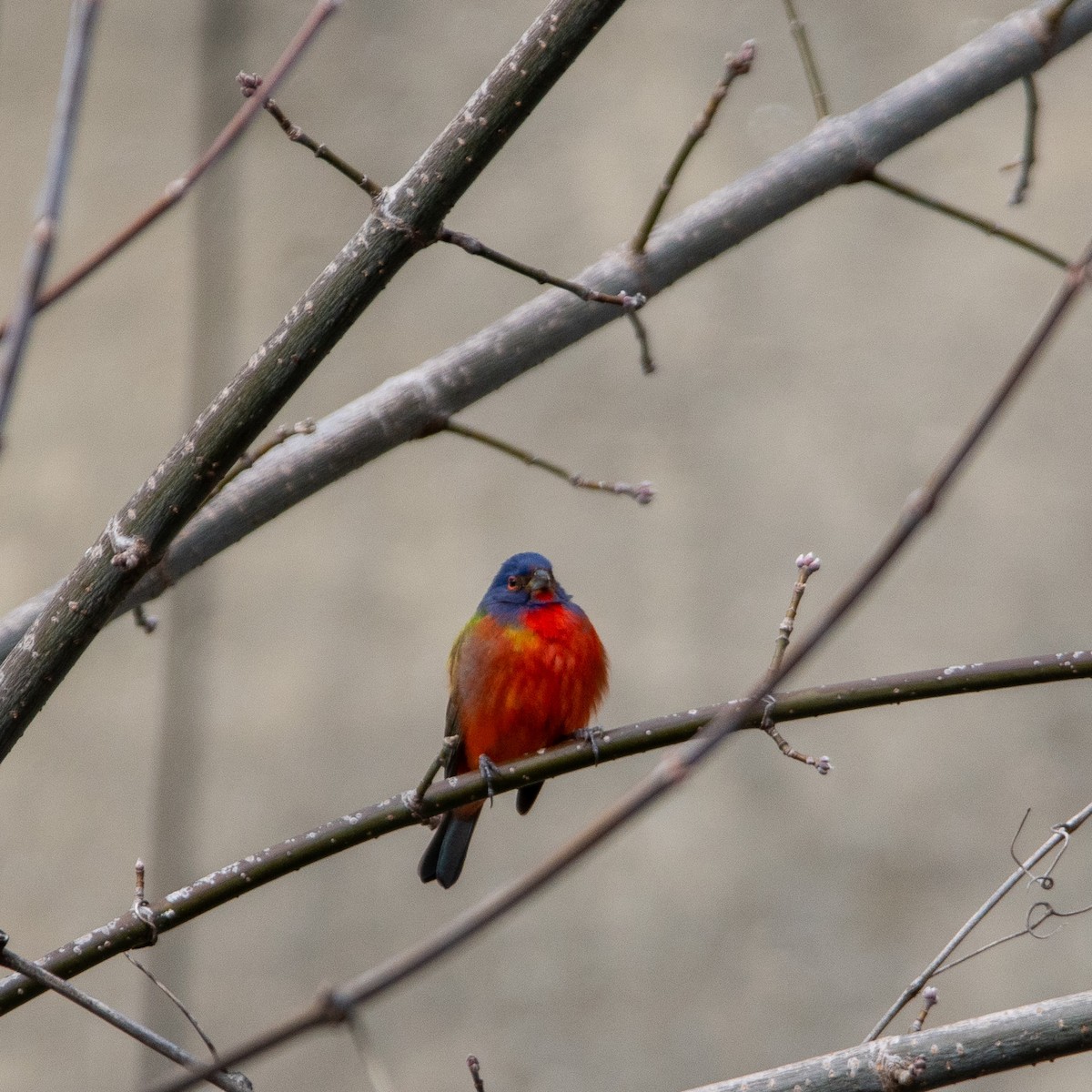 Painted Bunting - ML631380528