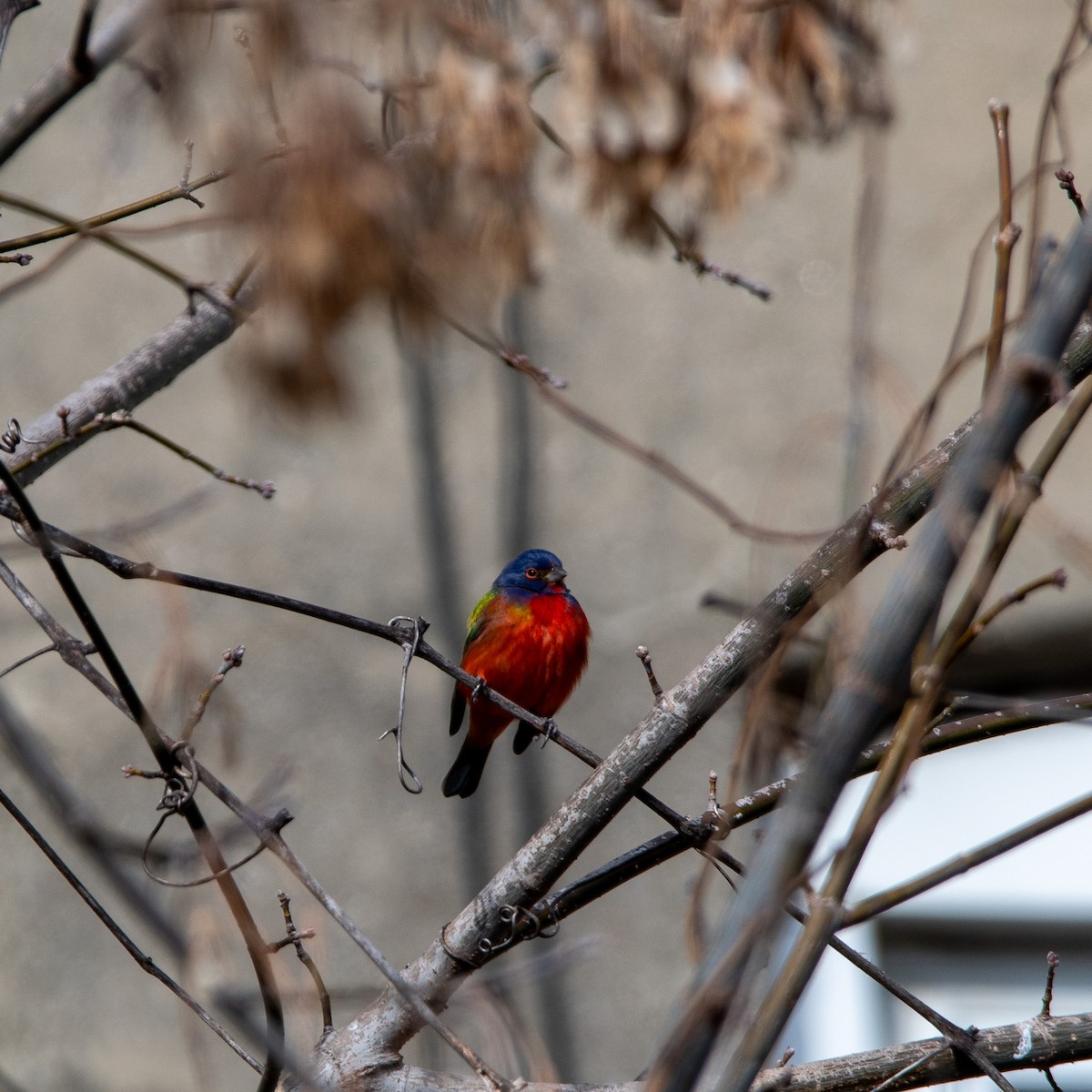 Painted Bunting - ML631380529