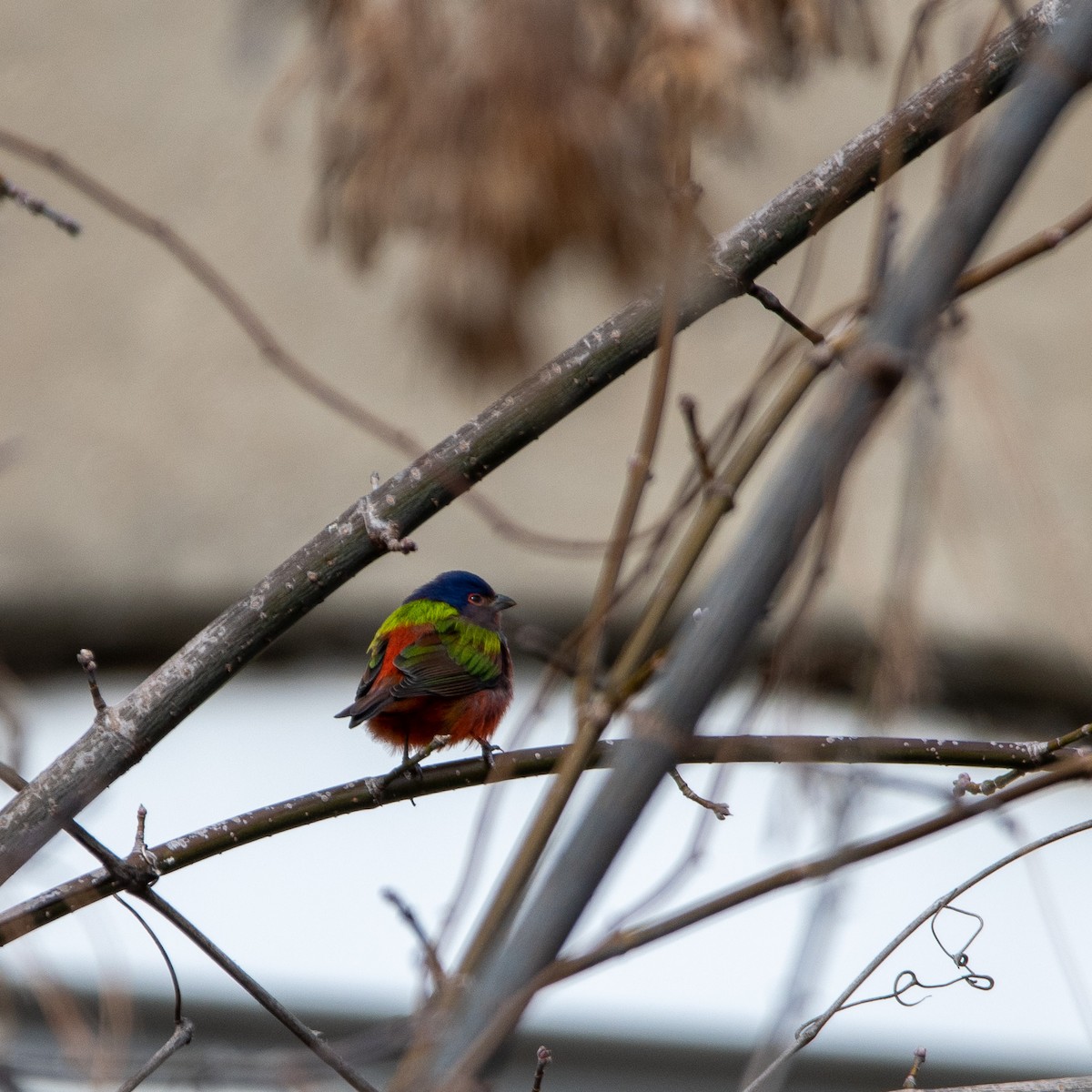 Painted Bunting - ML631380530