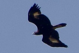 Águila Real - ML631380532
