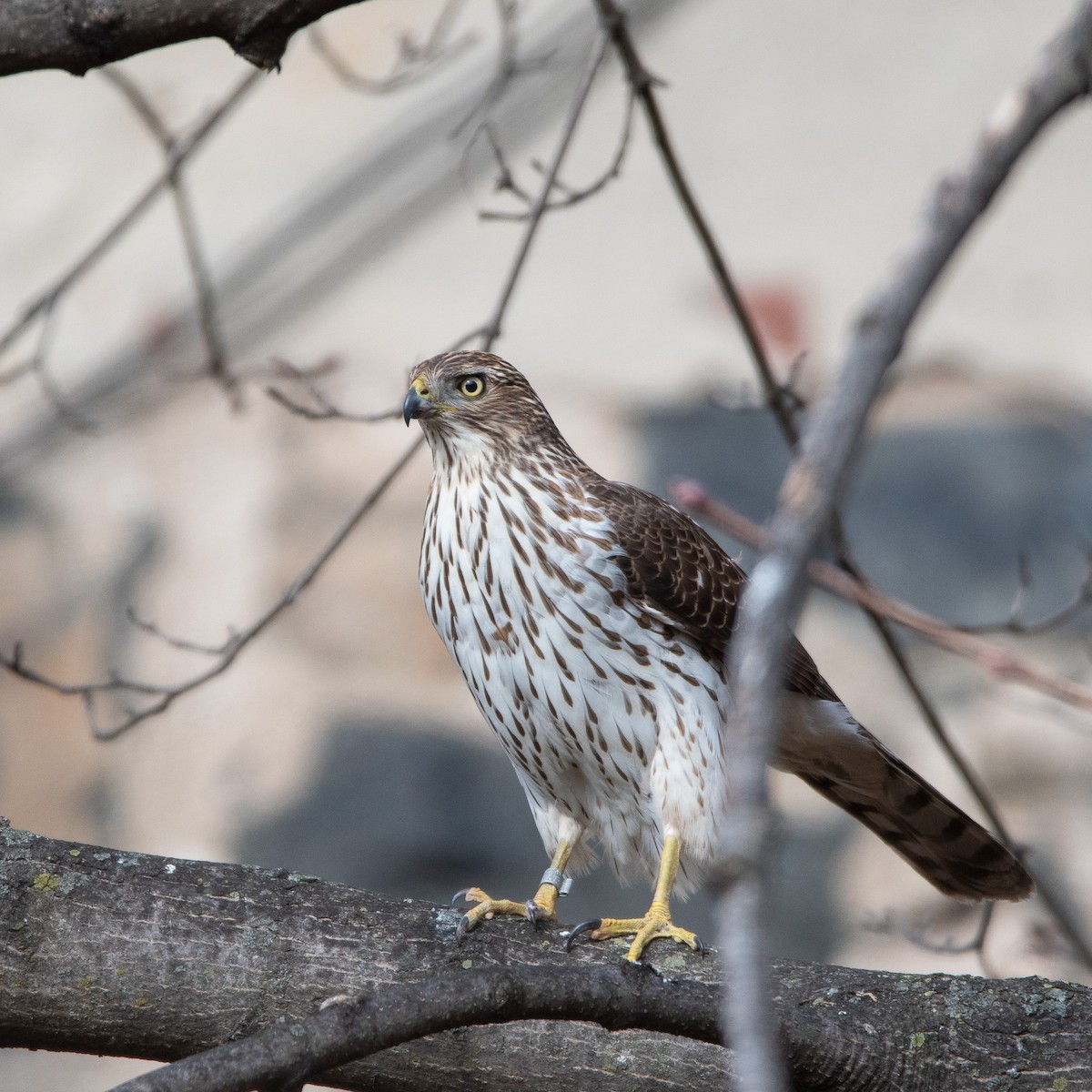 Cooper's Hawk - ML631380533