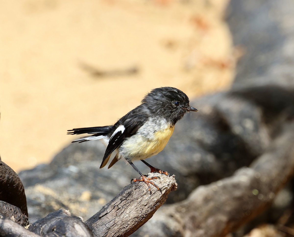 Tomtit - ML631380560