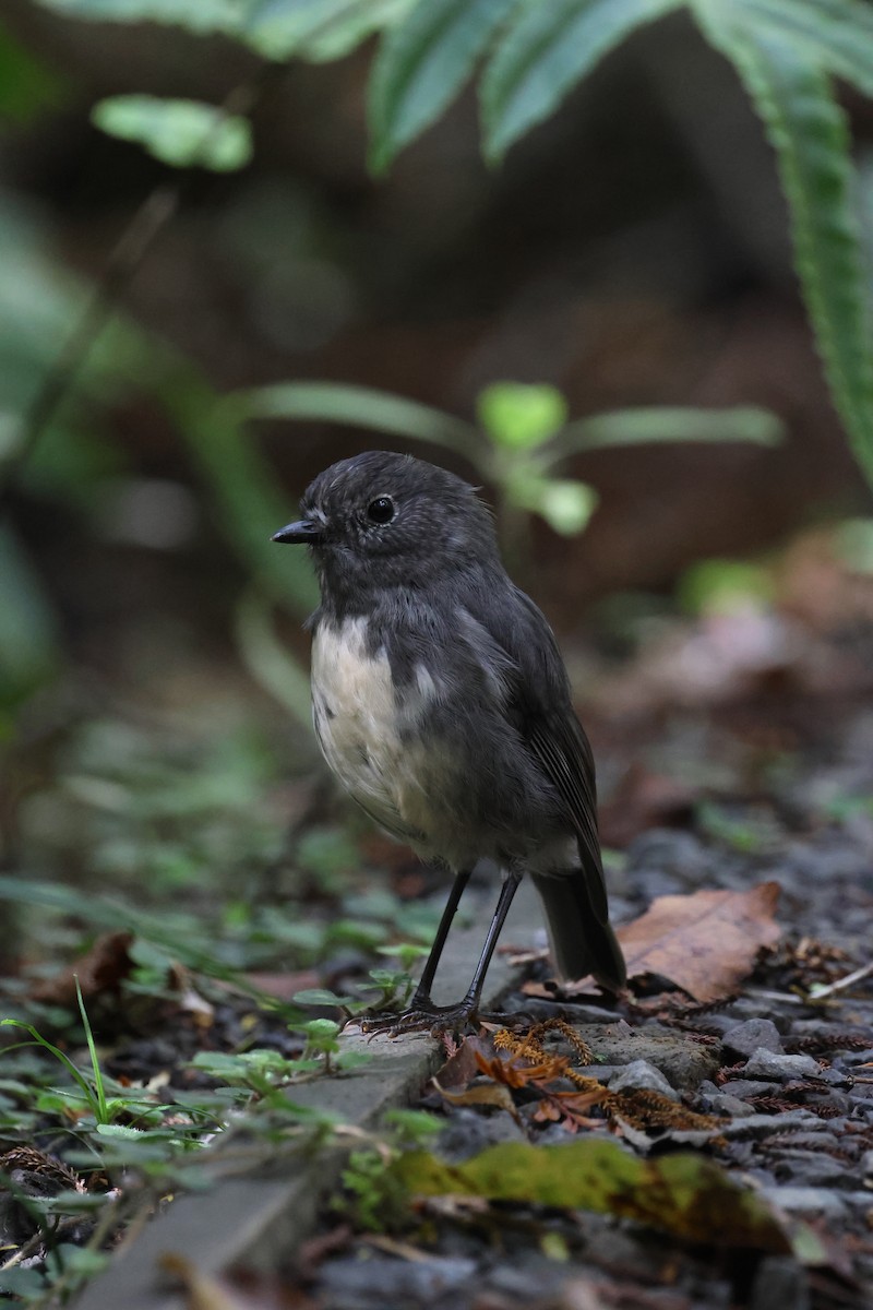 South Island Robin - ML631380571