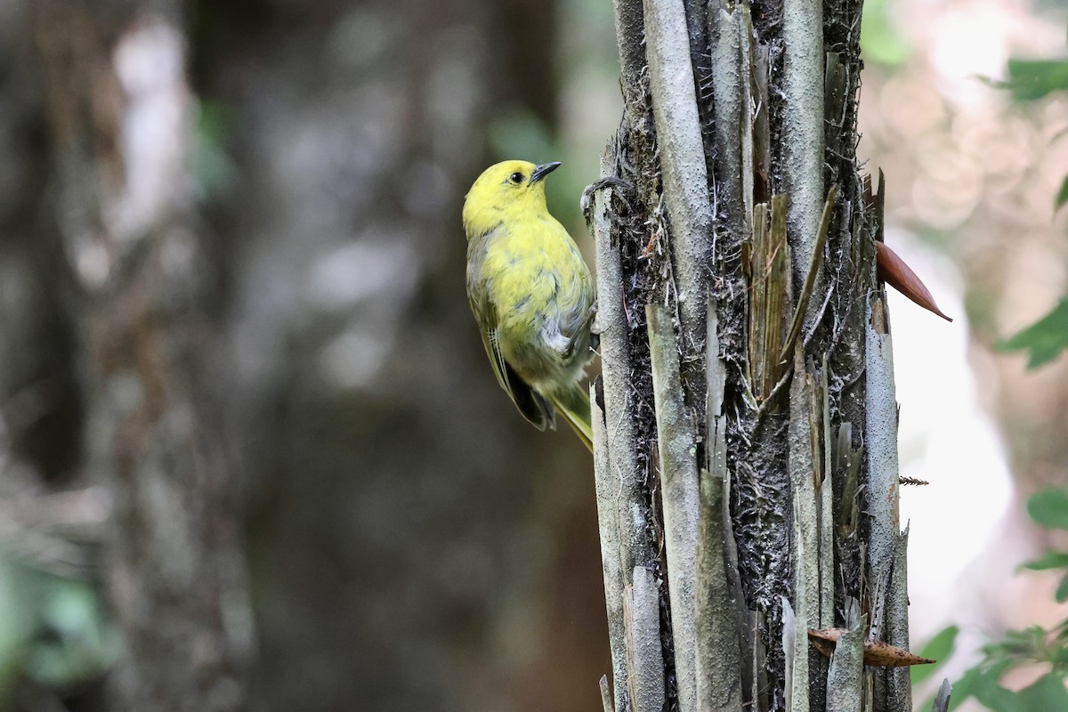 Yellowhead - ML631380596