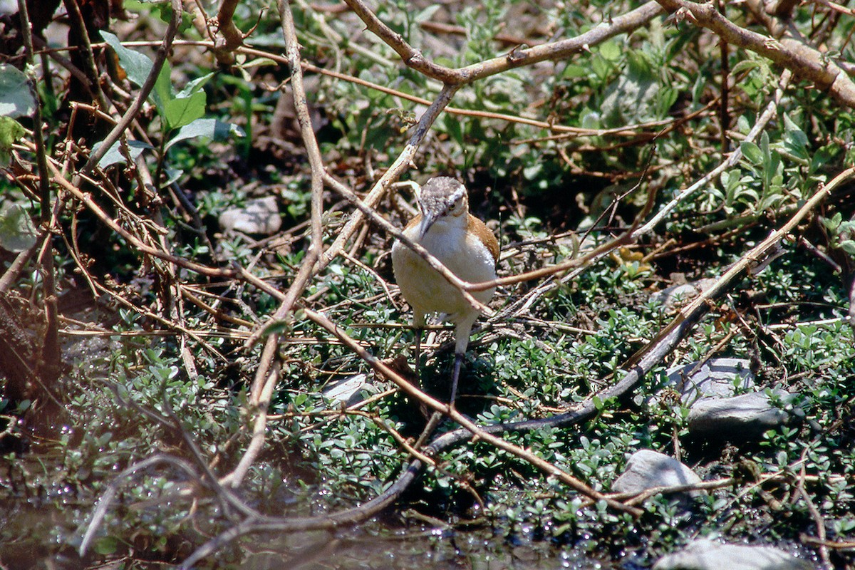 Pacific Hornero - ML631380714