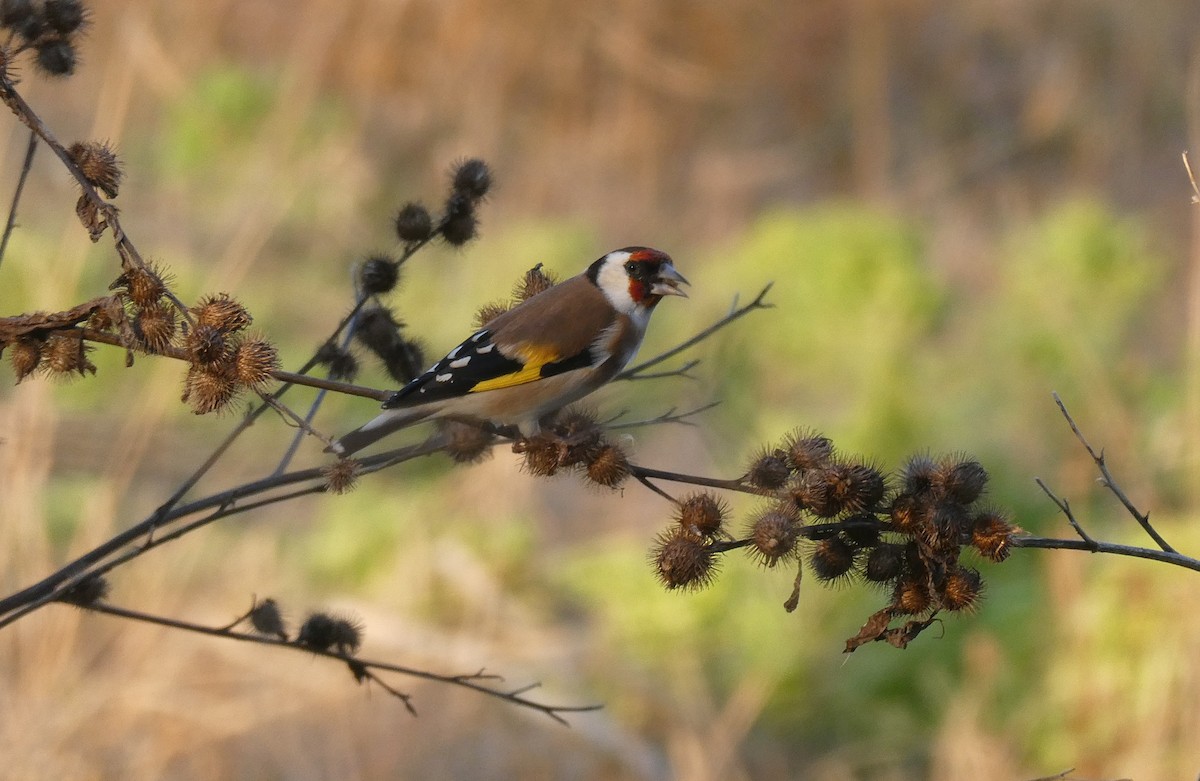 European Goldfinch - ML631381060