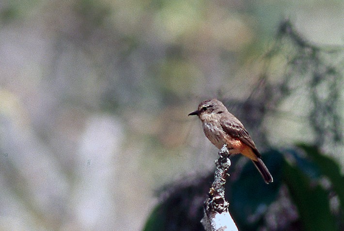 Vermilion Flycatcher - ML631381071