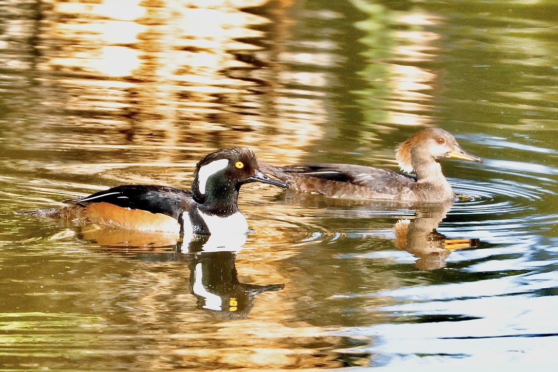 Hooded Merganser - ML631381152