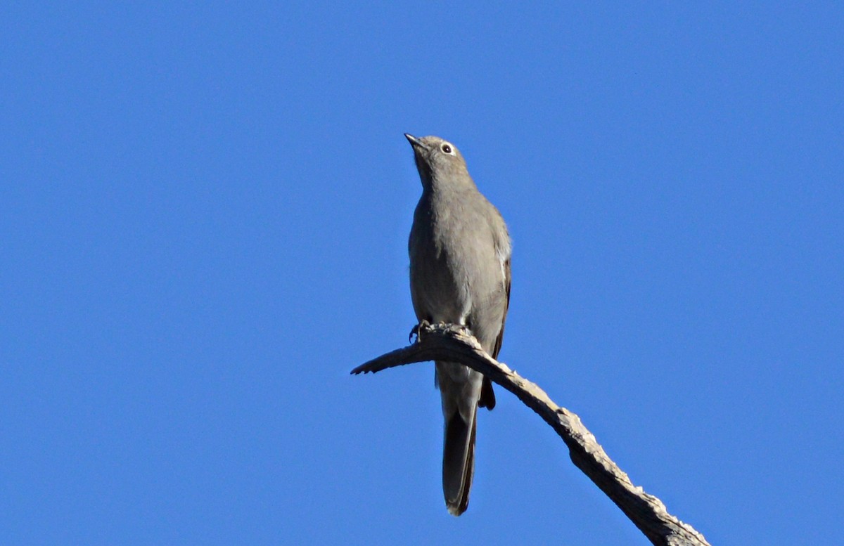 Townsend's Solitaire - ML631381229