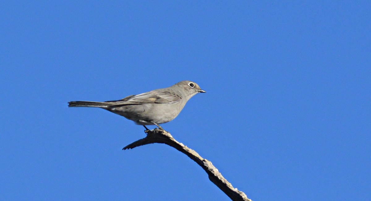 Townsend's Solitaire - ML631381230