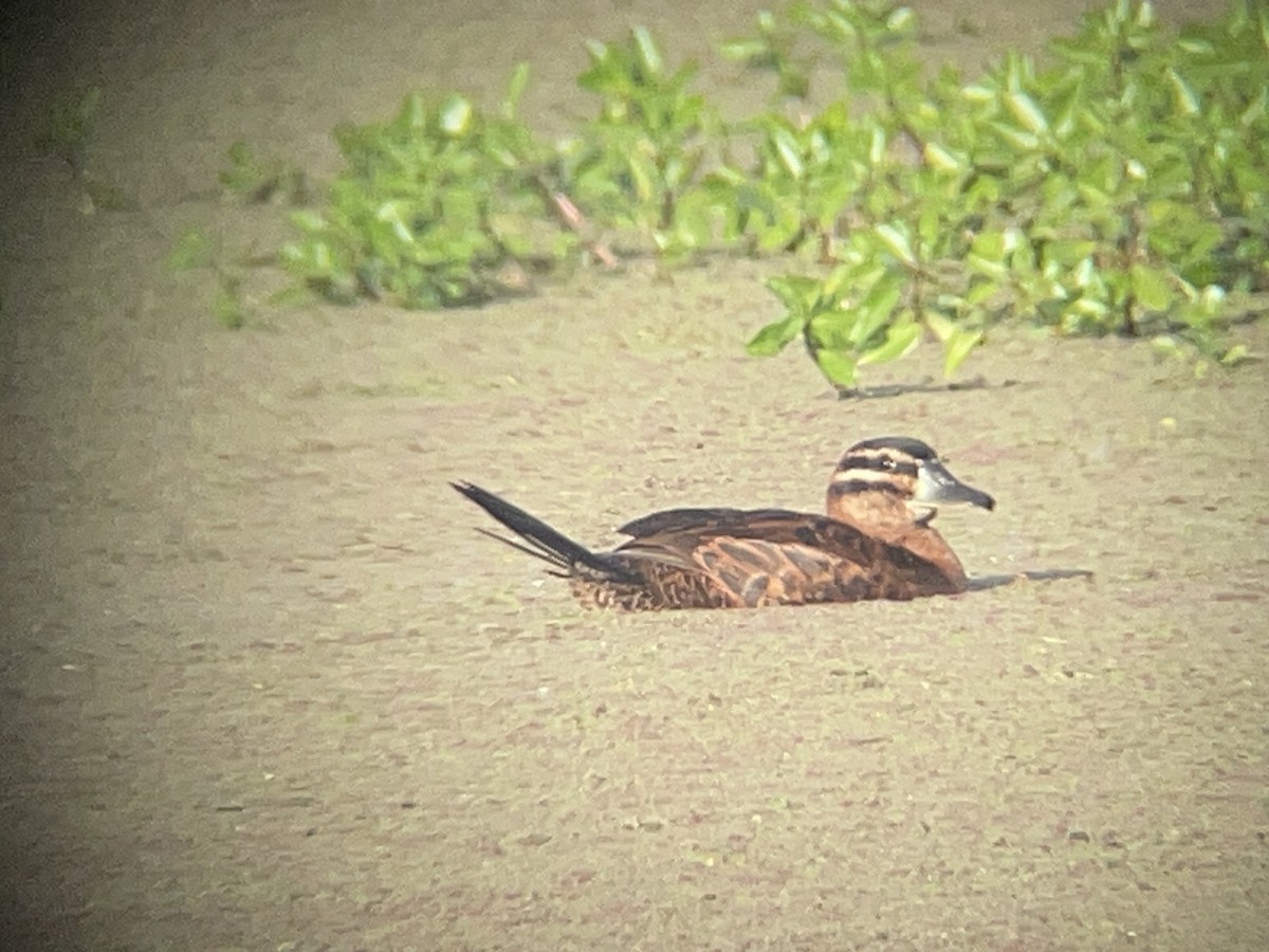 Masked Duck - ML631381265