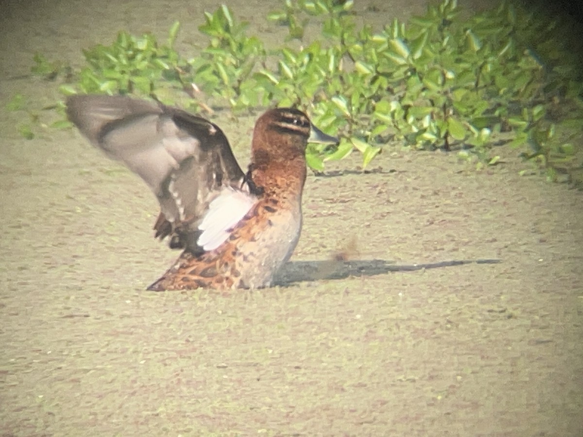 Masked Duck - ML631381266
