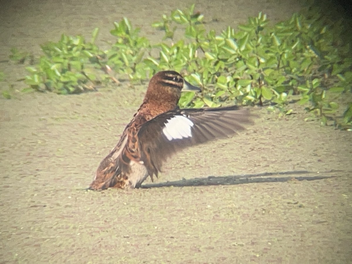 Masked Duck - ML631381267