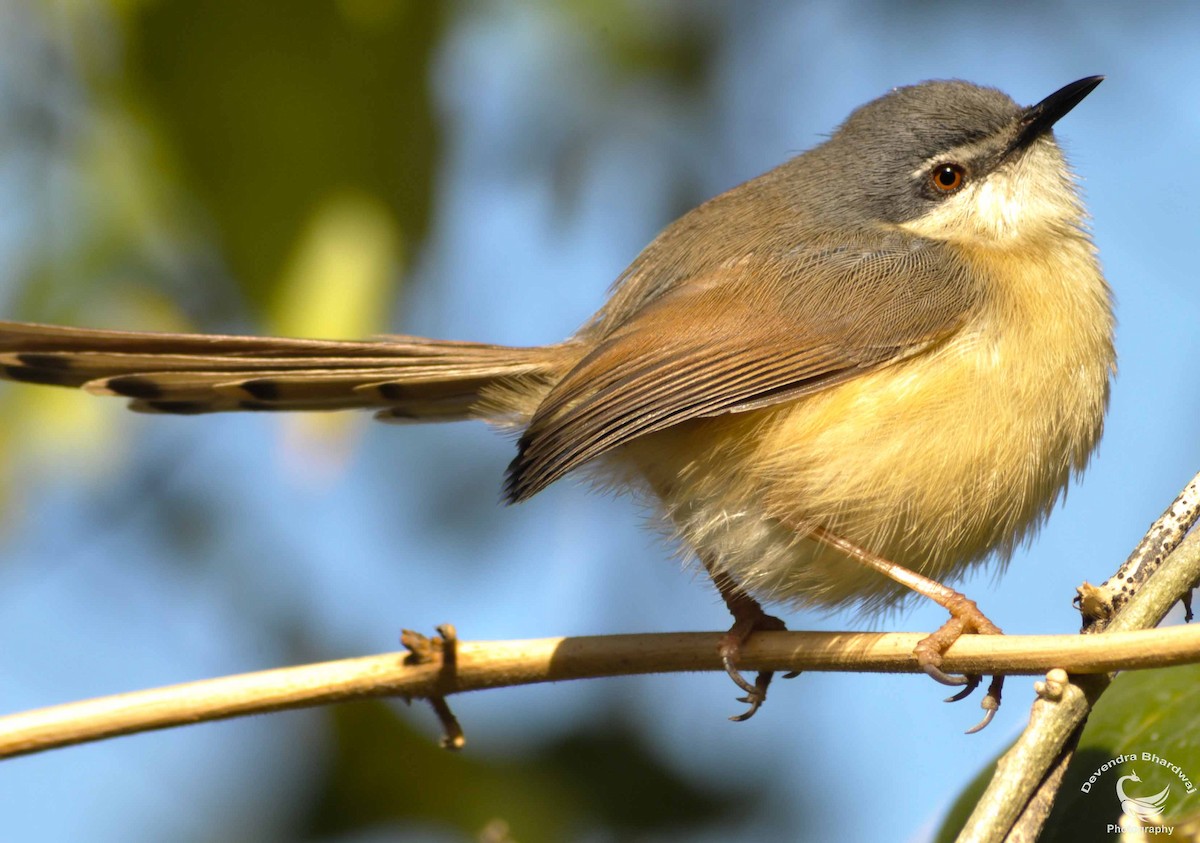 Ashy Prinia - ML631381482