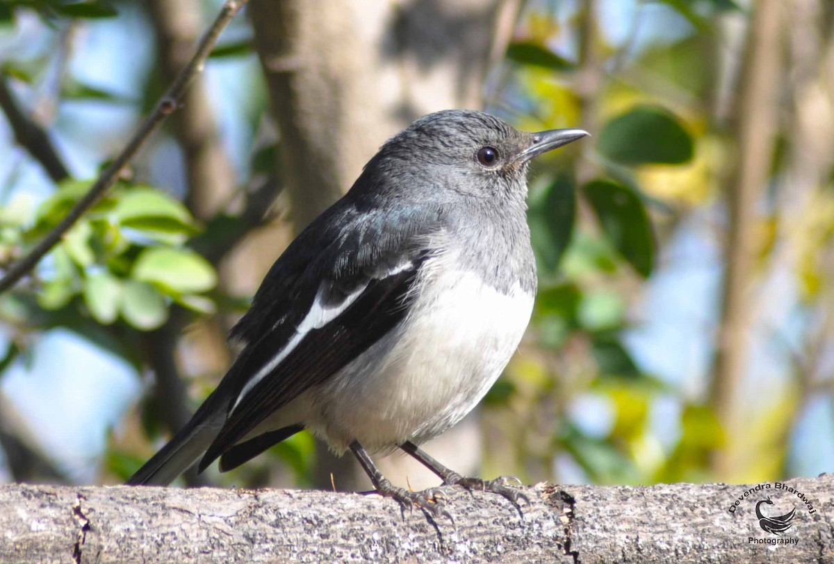 Oriental Magpie-Robin - ML631381489