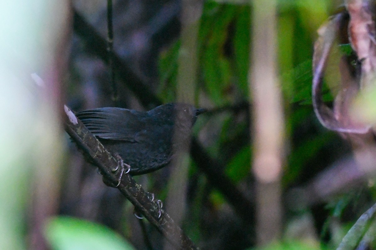 Rufous-vented Tapaculo - ML631381997