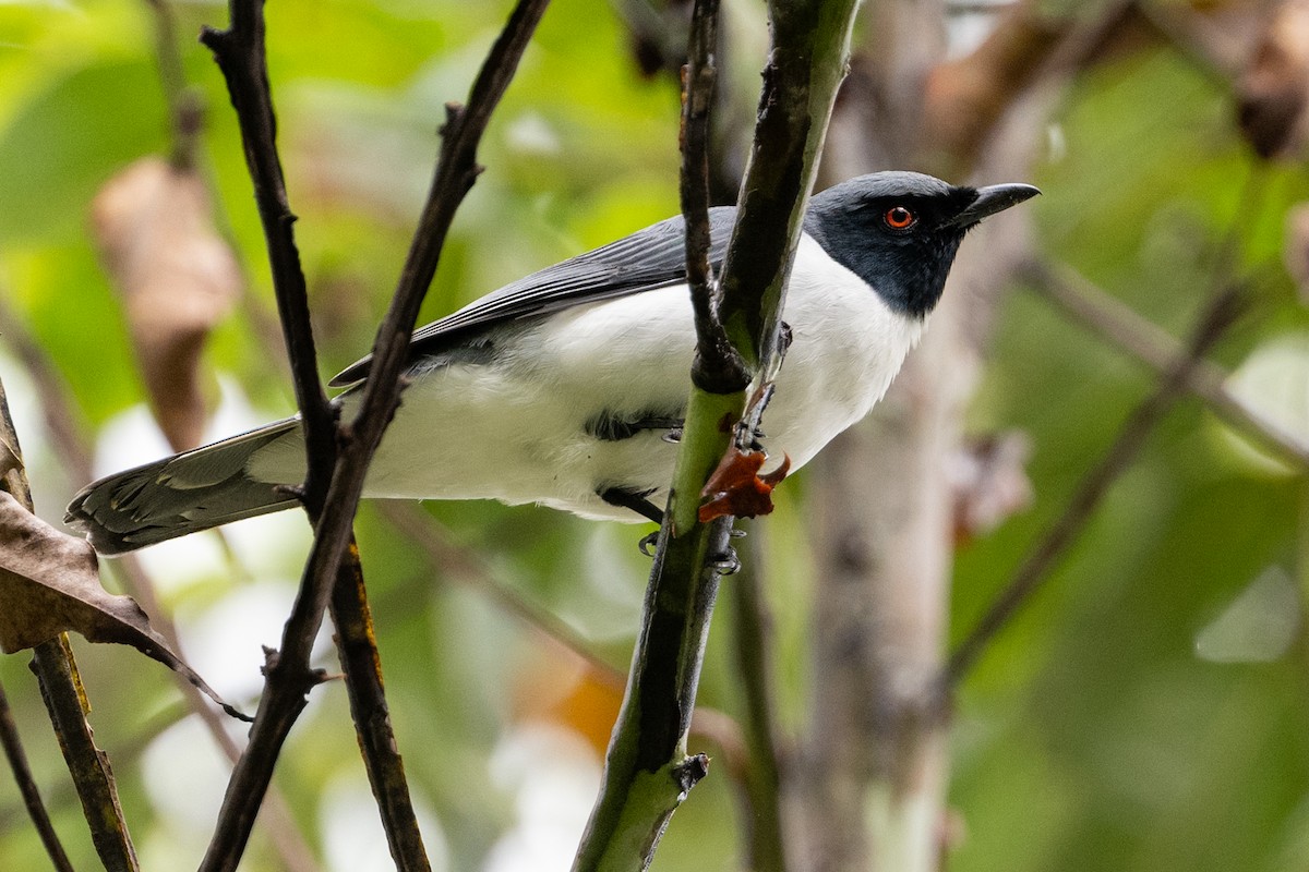 Pygmy Cuckooshrike - ML631382045