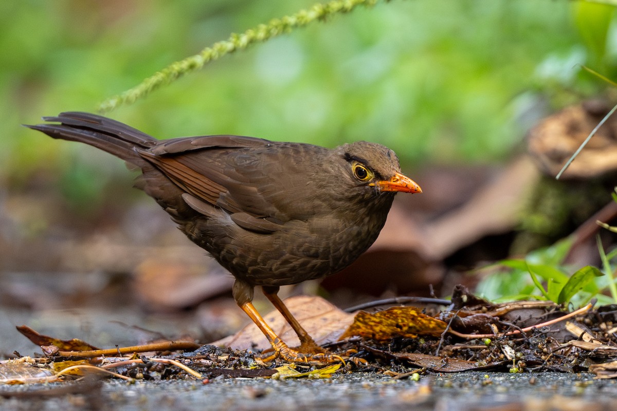 Sulawesi Thrush - ML631382055