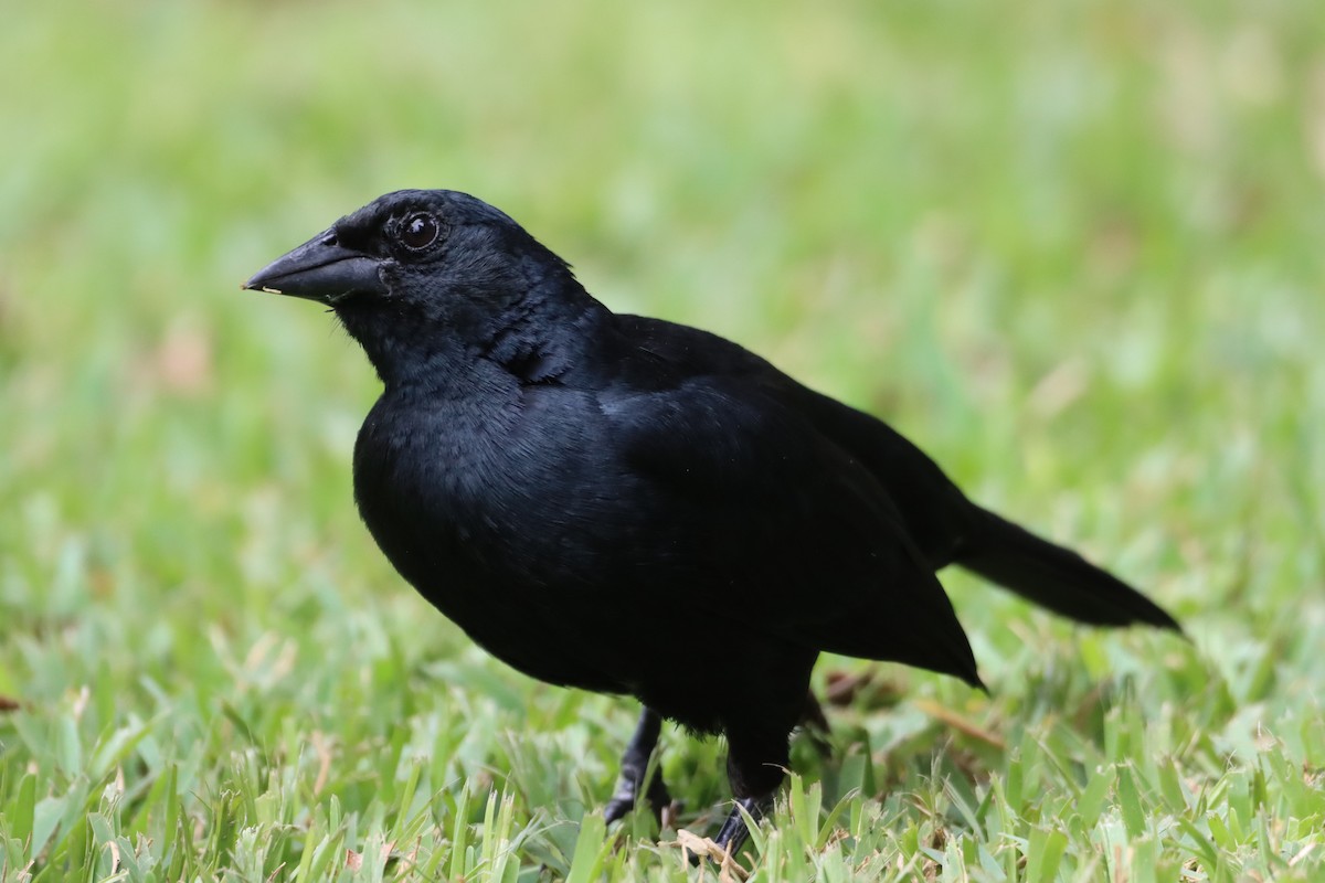 Scrub Blackbird - ML631382125
