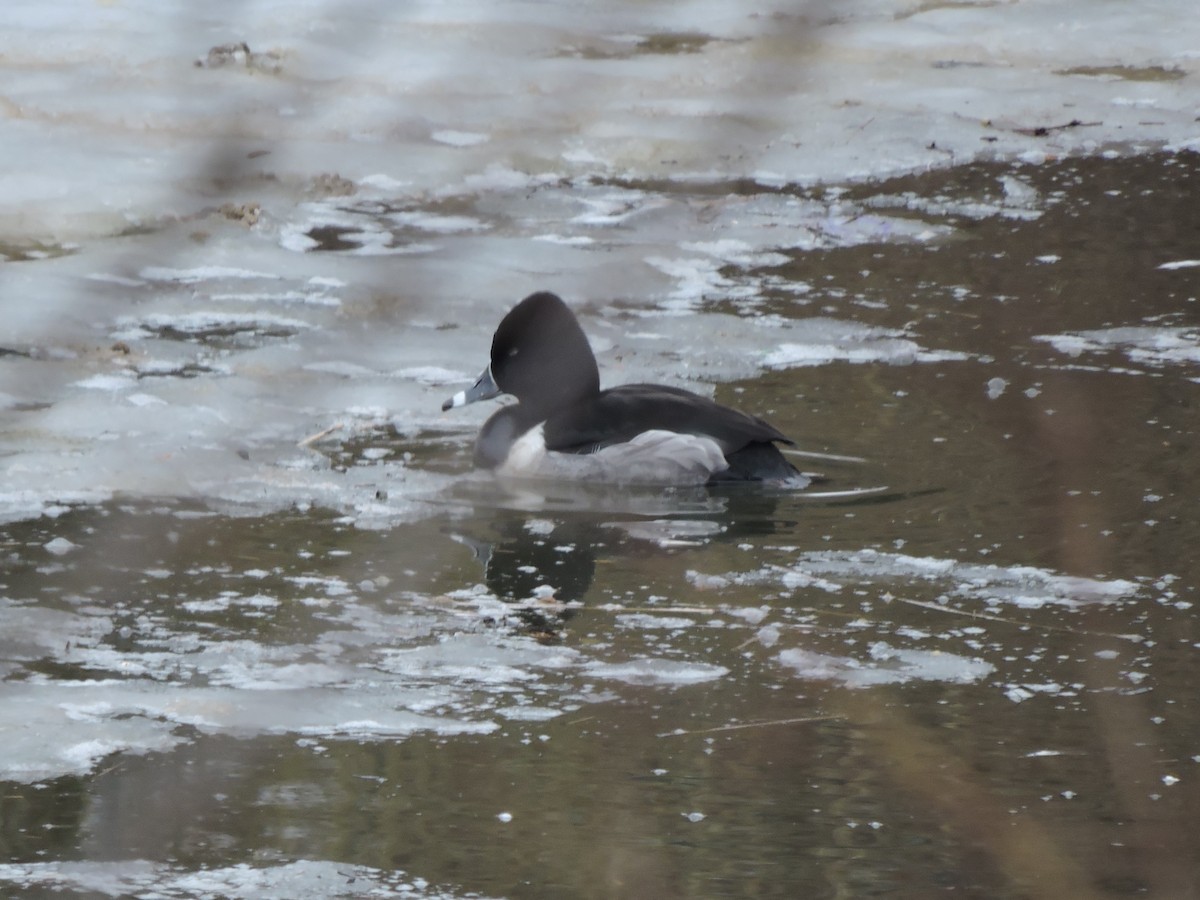 Ring-necked Duck - ML631382132
