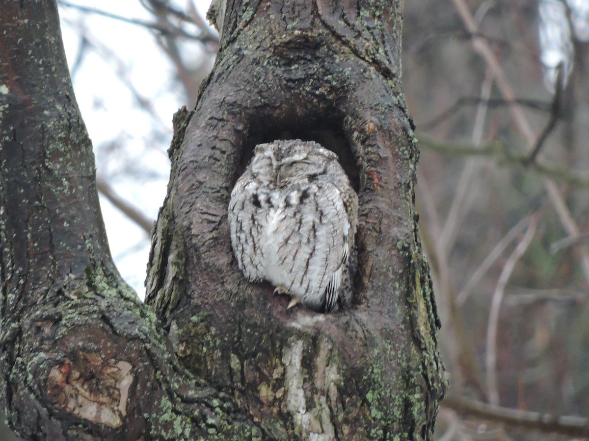 Eastern Screech-Owl - ML631382136
