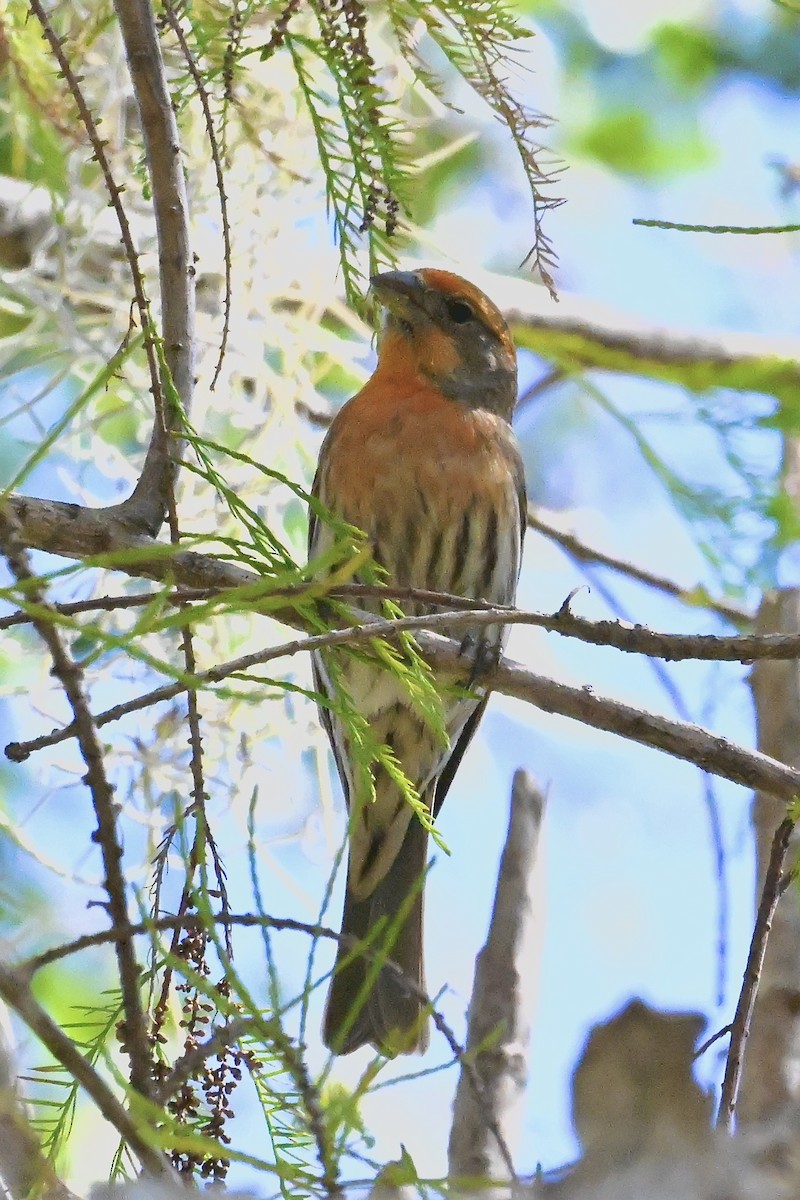 House Finch - ML631382168