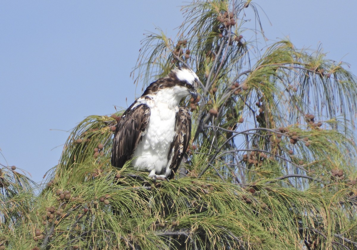 Osprey - ML631382403