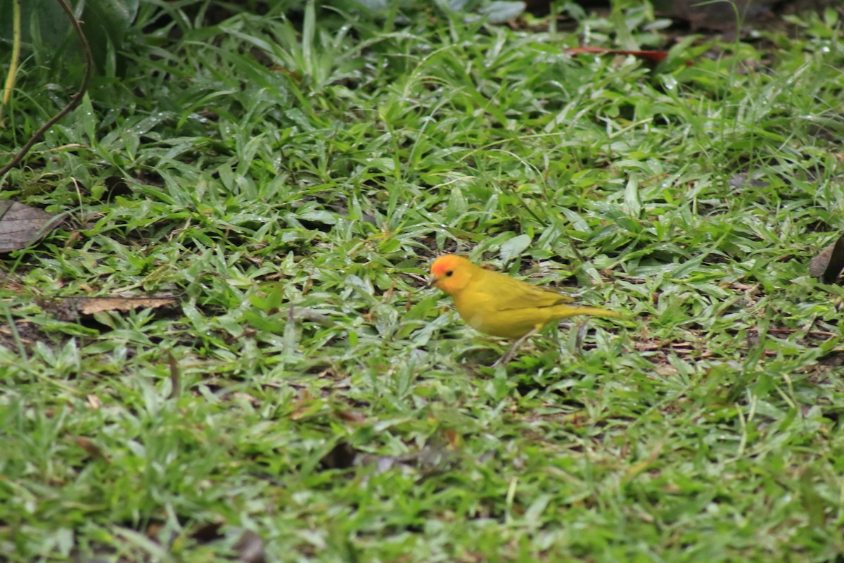 Saffron Finch - ML631382454