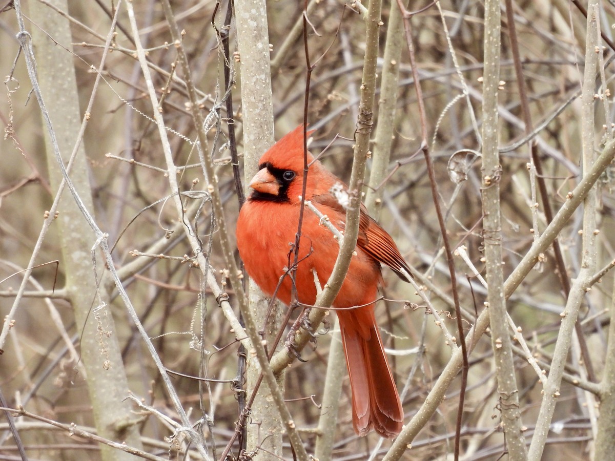 Northern Cardinal - ML631382564