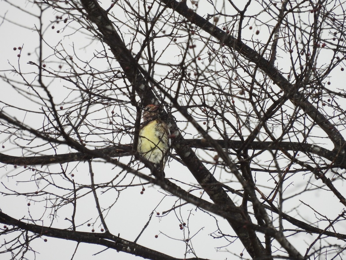Yellow-bellied Sapsucker - ML631382591