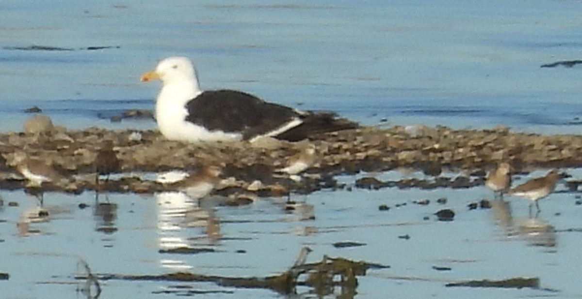 Baird's Sandpiper - ML631382708
