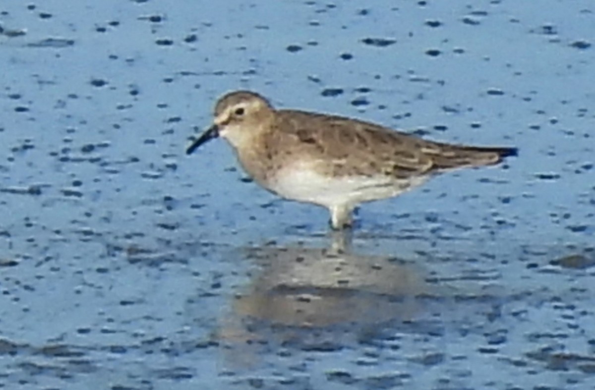 Baird's Sandpiper - ML631382729