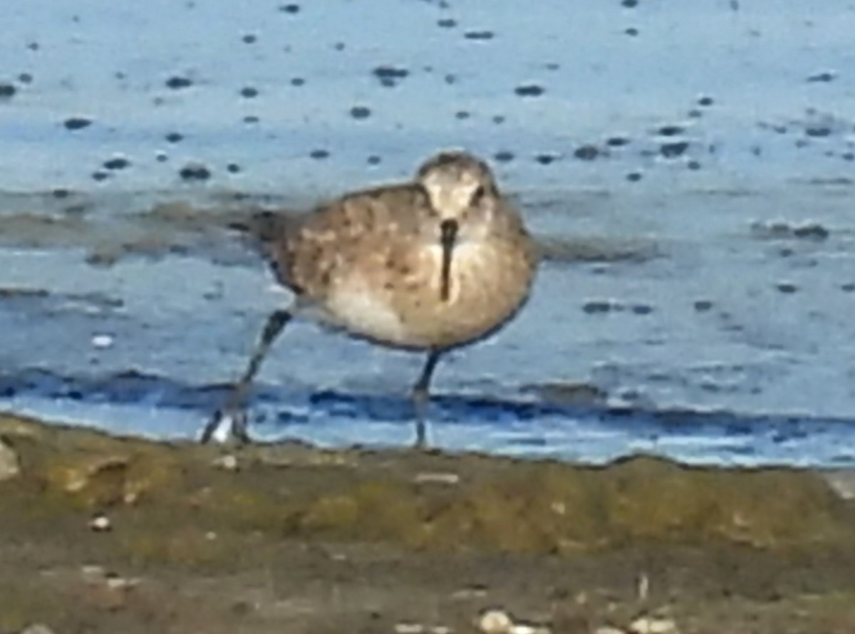 Baird's Sandpiper - ML631382730