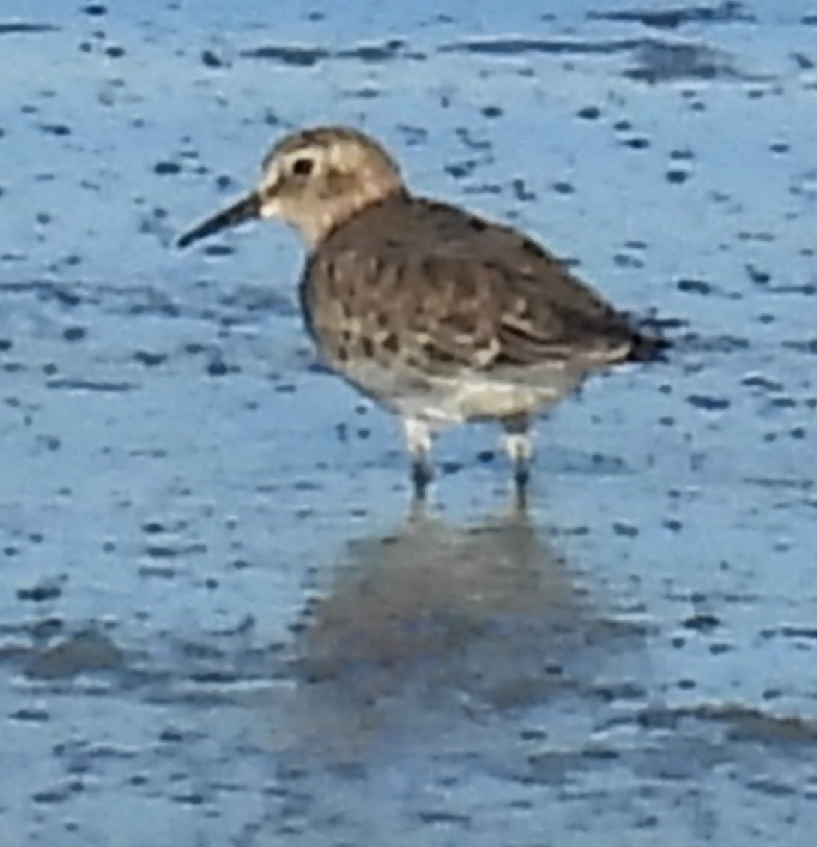Baird's Sandpiper - ML631382731